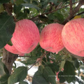 Precio fresco dulce de la manzana roja fuji al por mayor de China